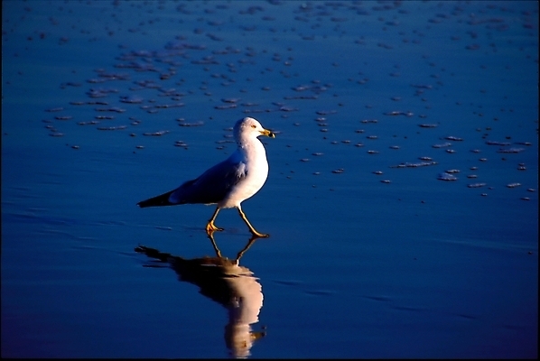 포토 JPG 해외이미지 동물 호수 날개 갈매기 조류 사람없음 갈색 노란색 검은색 미국 회색 흰색 반지 둥지 캘리포니아 태평양 북쪽 철새 계산서 서쪽 식민지 해외포토 바다 컬러 북아메리카 장신구 방향 파일형식 이미지허브