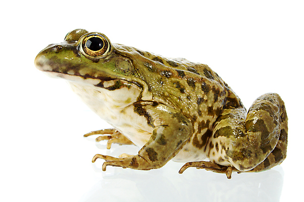 포토 JPG 해외이미지 동물 응시 야생동물 가족 자연 개구리 양서류 앉기 사람없음 초록색 반려동물 젖음 흰색 점 오브젝트 호기심 싱글 생물학 주둥이 물갈퀴 노려봄 고립 끈적임 해외포토 시선 교육 감정 컬러 컨셉 관계 모션 표정 생태계 파일형식 이미지허브