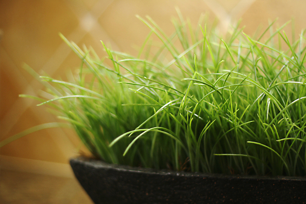 포토 JPG 해외이미지 디자인 따뜻함 사람없음 내부 장식 초록색 주방 성장 냄비 허브 부드러움 심기 해외포토 식물 컬러 모션 감각 솥 파일형식 이미지허브