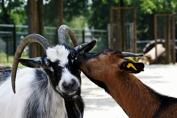 포토 JPG 해외이미지 염소 사람없음 농장 갈색 검은색 회색 흰색 치아 코 귀 주둥이 해외포토 컬러 농업 포유류 신체부위 소화기관 파일형식 이미지허브