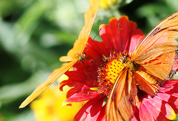 포토 JPG 해외이미지 나비 곤충 날개 안테나 사람없음 평화 정원 원예 변태 해외포토 동물 컨셉 통신 취미 파일형식 이미지허브