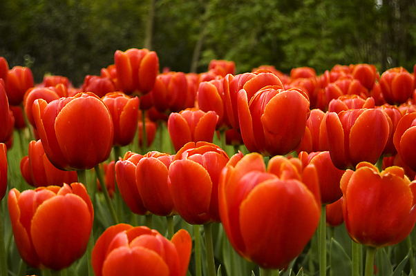 포토 JPG 해외이미지 주간 꽃밭 사람없음 야외 빨간색 튤립 해외포토 자연요소 꽃 컬러 파일형식 이미지허브