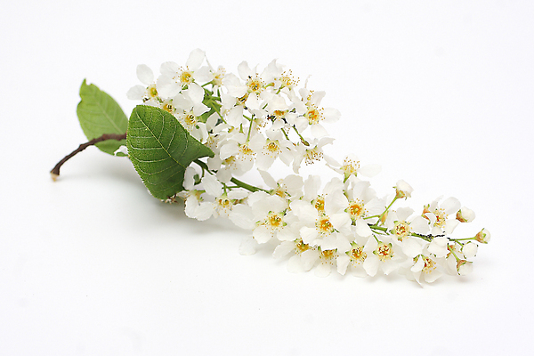 포토 JPG 해외이미지 꽃잎 꽃 문화 야생동물 사람없음 정원 봄 들꽃 벚꽃 흰색 나뭇가지 개화 4월 5월 분무기 해외포토 나무 식물 동물 계절 컬러 날짜 파일형식 이미지허브