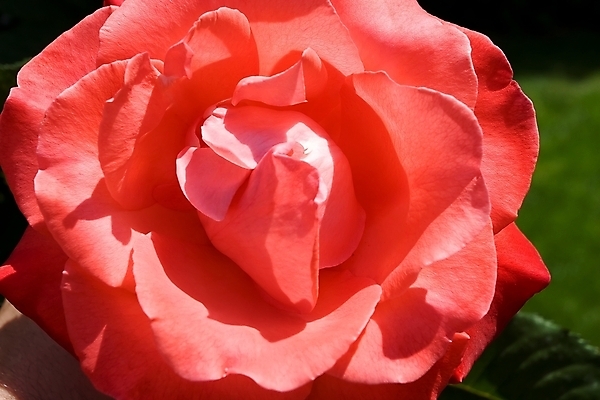 포토 JPG 해외이미지 식물 꽃잎 꽃 분홍색 꽃다발 발렌타인데이 사랑 사람없음 빨간색 뷰티 장미 정원 낭만 개화 차 다발 관목 해외포토 나무 감정 음료 컬러 컨셉 데이이벤트 파일형식 이미지허브