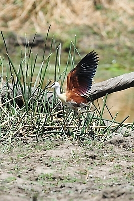 포토 JPG 해외이미지 공원 야생동물 날개 아프리카 자연 조류 사람없음 야외 컬러풀 노란색 사파리 깃털 부리 남쪽 동물상 발톱 전국 집게발 해외포토 동물 공공시설 나라 컬러 발 조형물 방향 생태계 파일형식 이미지허브