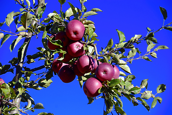 포토 JPG 해외이미지 라이프스타일 음식 농업 다이어트 과일 자연 건강 사람없음 빨간색 바구니 축제 수확 신선 시장 선택 달콤 사과 농부 과수원 유기농 날것 숙성 맛있는 해외포토 직업 웰빙 산업 컬러 컨셉 생활 맛 생태계 파일형식 이미지허브