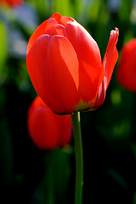 포토 JPG 해외이미지 식물 꽃잎 꽃 꽃무늬 밭 자연 부활절 사람없음 장식 초록색 빛 컬러풀 뷰티 농장 정원 봄 튤립 원예 해외포토 계절 기념일 컬러 무늬 농업 취미 생태계 파일형식 이미지허브