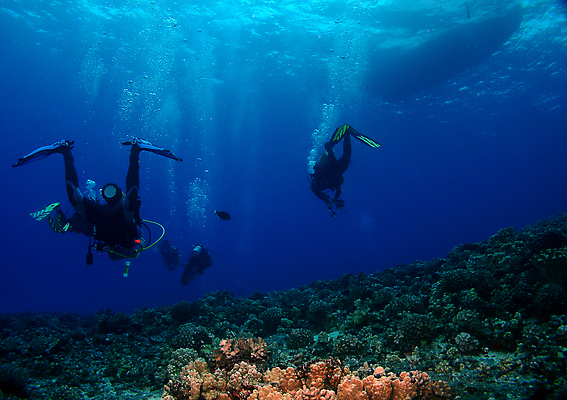 포토 JPG 해외이미지 모래 바다 어류 사람없음 물 파란색 수중 미국 보트 산호 먹이 다이빙 하와이 육식동물 장면 암초 해외포토 자연요소 동물 컬러 북아메리카 배_교통 수영 수중동물 자포동물 수중스포츠 파일형식 이미지허브