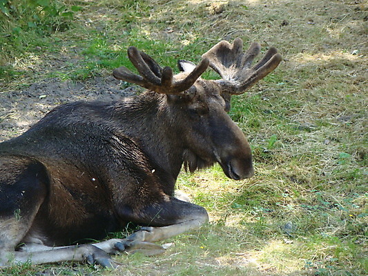 포토 JPG 해외이미지 동물 포유류 사슴 휴식 뿔 사람없음 숲 큼 트로피 사냥 엘크 해외포토 컨셉 크기 상_우승 파일형식 이미지허브