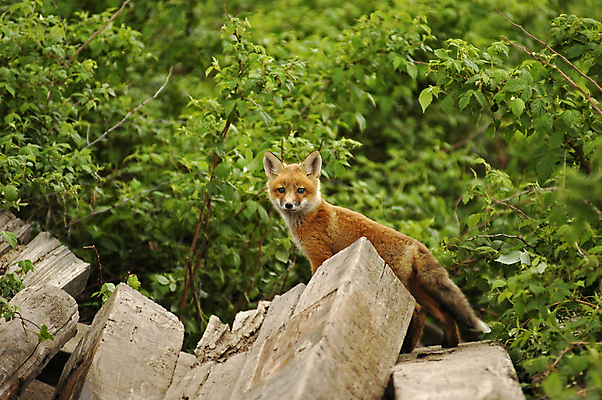 포토 JPG 해외이미지 주간 한마리 응시 야생동물 사람없음 야외 여우 해외포토 자연요소 동물 1 시선 포유류 파일형식 이미지허브