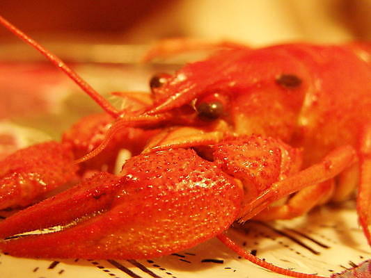 포토 JPG 해외이미지 음식 사람없음 빨간색 암 삶기 해외포토 컬러 질병 파일형식 이미지허브