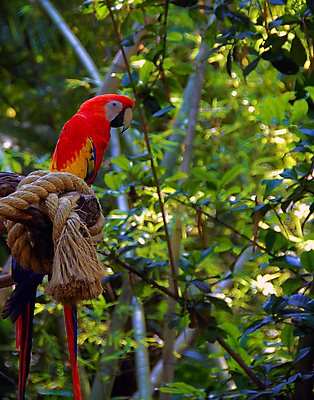 포토 JPG 해외이미지 동물 자연 조류 사람없음 빨간색 컬러풀 깃털 묘사 부리 앵무새 진홍색 마카오 이국적 해외포토 컬러 생태계 파일형식 이미지허브