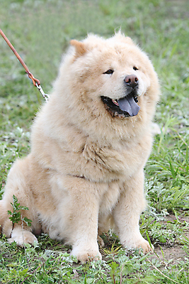 포토 JPG 해외이미지 동물 포유류 털 성인 사람없음 초록색 반려동물 개 큼 솜털 주둥이 해외포토 컬러 사람 크기 파일형식 이미지허브
