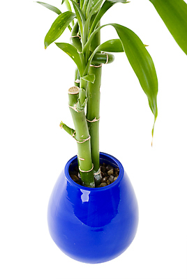 포토 JPG 해외이미지 스튜디오촬영 식물 꽃 잎 자연 선물 사람없음 내부 장식 초록색 파란색 정원 꽃병 흰색 신선 항아리 냄비 컨테이너 흰배경 심기 정물화 카피스페이스 해외포토 산업 컬러 백그라운드 모션 실내 공백 도자기 솥 그림 생태계 파일형식 이미지허브