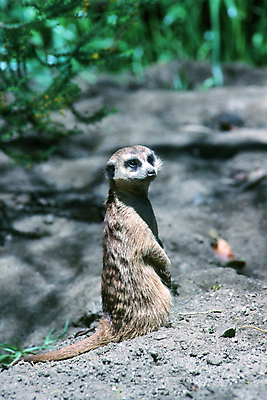 포토 JPG 해외이미지 동물 포유류 경비 사람없음 관찰 미어캣 해외포토 모션 안전 보호 파일형식 이미지허브