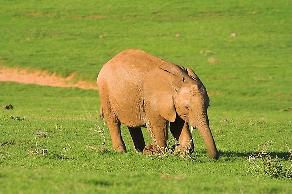 포토 JPG 해외이미지 식물 동물 야생동물 여행 신체 포유류 아프리카 청소년 자연 초식동물 코끼리 사람없음 머리 아기 위험 큼 사파리 꼬리 귀 5 상아 멸종 동물상 몬스터 원정 해외포토 나라 컨셉 사람 신체부위 조형물 숫자 크기 생태계 파일형식 이미지허브
