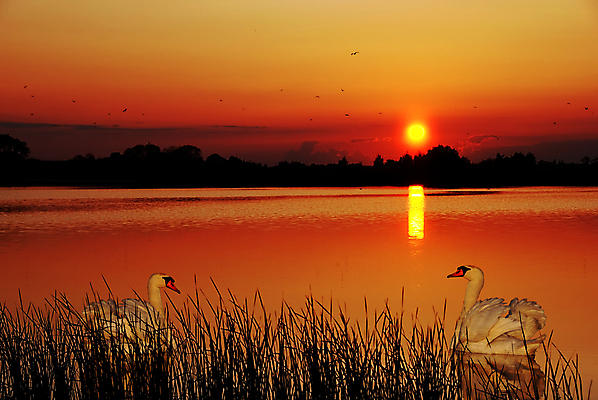 포토 JPG 해외이미지 해외풍경 호수 두마리 자연 하늘 사람없음 야외 태양 반사 일몰 풀 야간 백조 해외포토 자연요소 식물 해외 2 조류 풍경 노을 생태계 파일형식 이미지허브