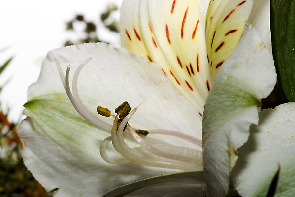 포토 JPG 해외이미지 모양 계절 꽃 선 백그라운드 곡선 자연 실내 사람없음 야외 장식 뷰티 정원 보라색 봄 낭만 벚꽃 흰색 오픈 센터 중앙 배열 향기 아로마 꽃가루 꽃수술 해외포토 식물 컬러 컨셉 내부 가루 생태계 냄새 파일형식 이미지허브