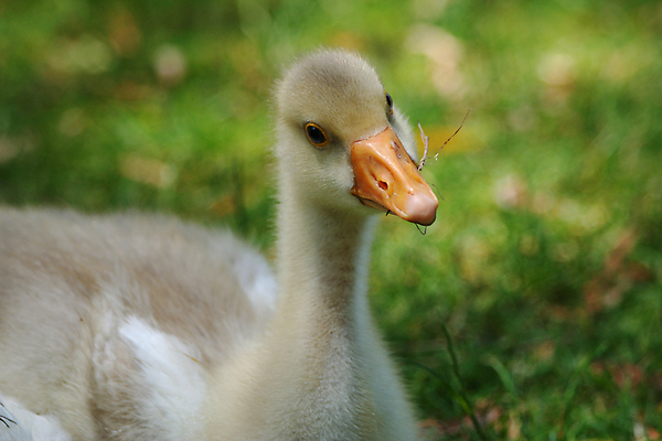 포토 JPG 해외이미지 청소년 자연 휴식 잔디 사람없음 아기 먹기 호기심 부드러움 거위 해외포토 식물 감정 컨셉 모션 조류 사람 감각 생태계 파일형식 이미지허브