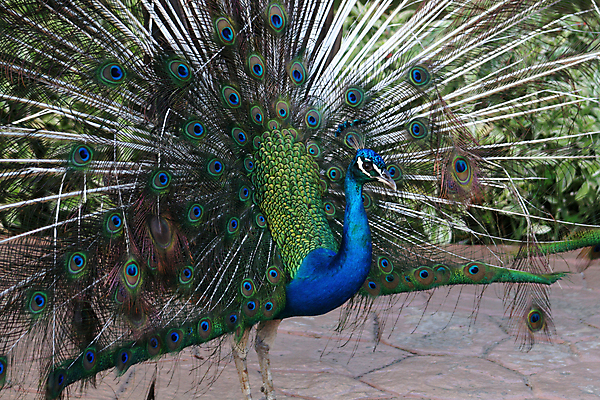 포토 JPG 해외이미지 동물 남자 야생동물 날개 자연 조류 사람없음 야외 초록색 파란색 컬러풀 머리 오픈 황금 공작 깃털 부리 해외포토 컬러 사람 신체부위 생태계 파일형식 이미지허브