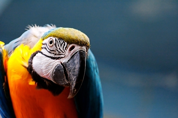 포토 JPG 해외이미지 동물 여자 남자 잎 자연 조류 사랑 미술 앉기 사람없음 야외 빨간색 초록색 파란색 컬러풀 노란색 손잡기 검은색 나뭇가지 깃털 앵무새 발톱 해외포토 나무 식물 감정 컬러 모션 발 문화예술 사람 생태계 파일형식 이미지허브