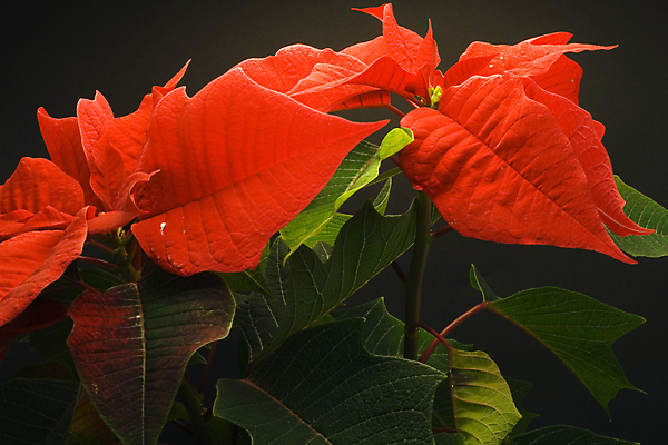 포토 JPG 해외이미지 행복 크리스마스 겨울 사랑 사람없음 평화 포인세티아 해외포토 계절 기념일 꽃 감정 컨셉 파일형식 이미지허브