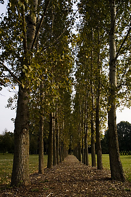 포토 JPG 해외이미지 나무 길 자연 사람없음 목재 세로 컬러풀 평화 환경보전 평행 해외포토 식물 컬러 컨셉 재료 사회이슈 생태계 파일형식 이미지허브