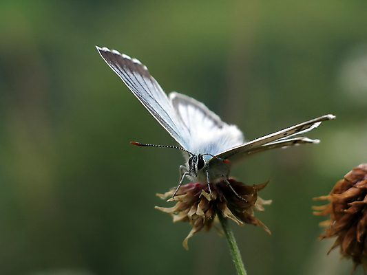 포토 JPG 해외이미지 식물 동물 꽃 야생동물 나비 곤충 백그라운드 날개 오렌지 자연 날리기 사람없음 야외 초록색 여름 파란색 컬러풀 갈색 노란색 환경 자유 점 닫기 꿀 나방 내추럴 생태학 해외포토 계절 교육 컬러 컨셉 과일 모션 생태계 파일형식 이미지허브