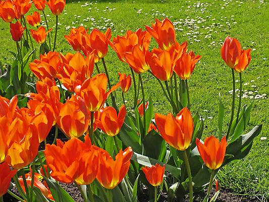 포토 JPG 해외이미지 주간 꽃밭 사람없음 야외 튤립 해외포토 자연요소 꽃 파일형식 이미지허브