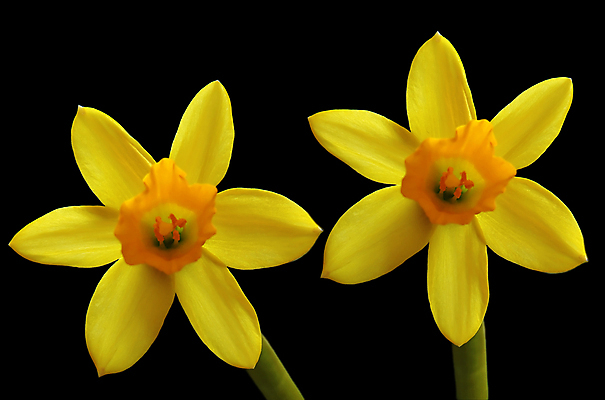 포토 JPG 해외이미지 식물 커플 계절 공원 꽃잎 꽃 백그라운드 2 꽃무늬 전구 자연 부활절 사람없음 야외 초록색 노란색 정원 검은색 봄 흰색 개화 묘사 꽃가루 수선화 알레르기 고립 해외포토 공공시설 기념일 컬러 무늬 관계 질병 가루 생태계 파일형식 이미지허브