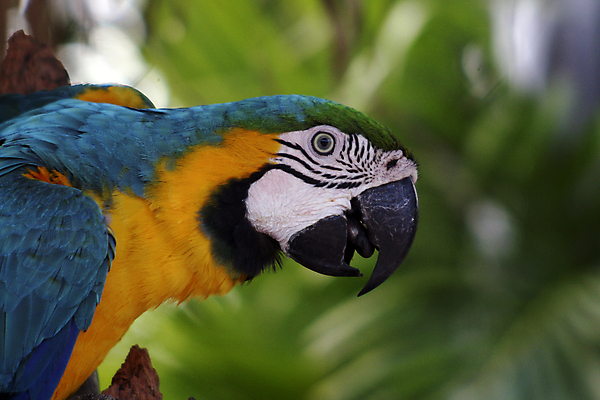 포토 JPG 해외이미지 동물 얼굴 날개 자연 조류 동물원 사람없음 파란색 반려동물 컬러풀 뷰티 머리 숲 깃털 부리 앵무새 진홍색 멸종 마카오 이국적 해외포토 컬러 신체부위 빨간색 생태계 파일형식 이미지허브