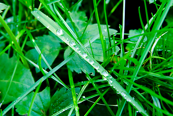 포토 JPG 해외이미지 식물 백그라운드 잎 밭 자연 잔디 사람없음 야외 초록색 물 농장 정원 맑음 침묵 시골 신선 떨어짐 소프트포커스 땅 다이아몬드 장면 생태학 해외포토 자연요소 교육 컬러 컨셉 농업 날씨 촬영기법 소리 보석 생태계 파일형식 이미지허브