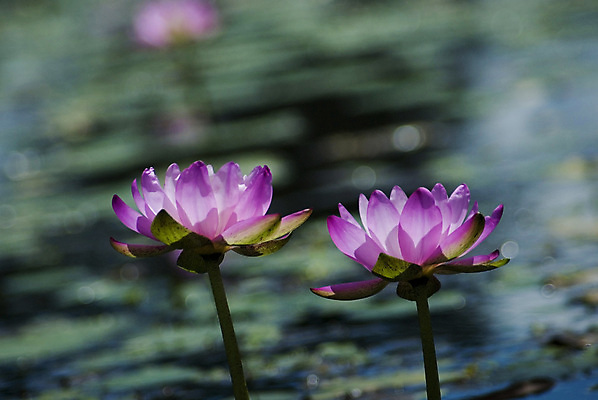 포토 JPG 해외이미지 식물 꽃잎 꽃 분홍색 사람없음 물 연못 개화 호주 해외포토 자연요소 컬러 오세아니아 파일형식 이미지허브