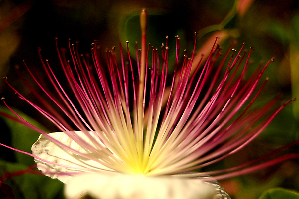 포토 JPG 해외이미지 식물 계절 꽃잎 꽃 백그라운드 자연 씨앗 사람없음 가로 빨간색 초록색 빛 컬러풀 한개 뷰티 정원 활발 벚꽃 매끈함 작음 환경보전 유기농 질감 화단 채소밭 해외포토 1 웰빙 컬러 컨셉 밭 감각 크기 사회이슈 생태계 파일형식 이미지허브