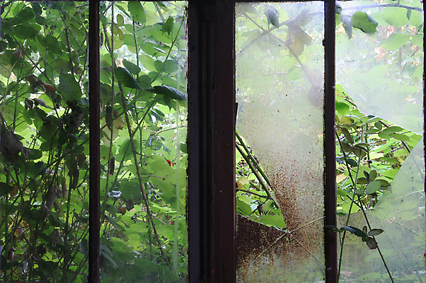 포토 JPG 해외이미지 식물 산업 잎 창문 자연 유리 날씨 프레임 사람없음 건물 초록색 수확 도시 얼룩 버리기 그런지 깨짐 썩음 옛날 파멸 해외포토 건축물 컬러 컨셉 농업 모션 재질 생태계 파일형식 소멸 이미지허브