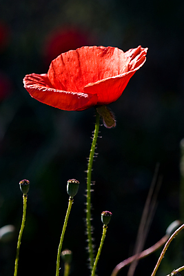 포토 JPG 해외이미지 식물 꽃 친절 사람없음 벚꽃 개화 허브 아로마 양귀비 향 해외포토 파일형식 이미지허브