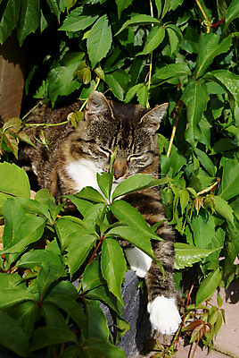 포토 JPG 해외이미지 식물 동물 잎 포유류 휴식 사람없음 반려동물 태양 고양이 달콤 귀 주둥이 해외포토 자연요소 컨셉 신체부위 맛 파일형식 이미지허브