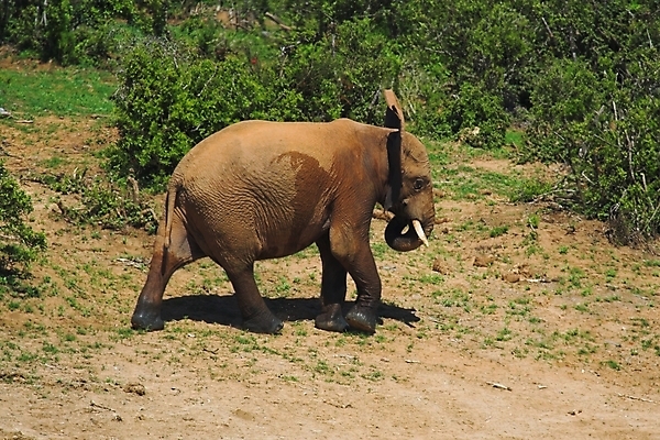포토 JPG 해외이미지 식물 동물 야생동물 여행 신체 포유류 아프리카 자연 초식동물 코끼리 사람없음 머리 힘 황무지 위험 큼 사파리 꼬리 귀 부드러움 5 상아 멸종 거인 남아프리카 동물상 몬스터 원정 해외포토 나라 컨셉 신체부위 조형물 숫자 감각 크기 생태계 파일형식 이미지허브