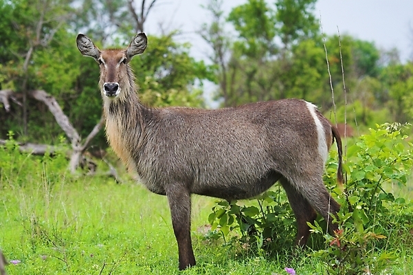 포토 JPG 해외이미지 동물 야생동물 패턴 포유류 아프리카 자연 초식동물 뿔 사람없음 달러 줄무늬 반지 사파리 영양 해외포토 나라 돈 무늬 장신구 생태계 파일형식 이미지허브