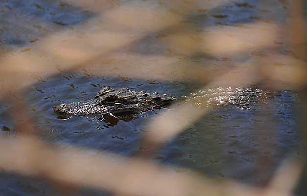 포토 JPG 해외이미지 동물 파충류 사람없음 머리 악어 토막 플로리다 해외포토 신체부위 미국 파일형식 이미지허브