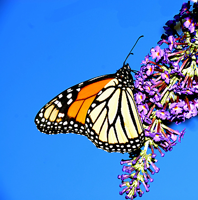 포토 JPG 해외이미지 동물 교육 꽃 야생동물 과학 나비 곤충 백그라운드 날개 자연 새로움 안테나 사람없음 야외 빛 컬러풀 뷰티 노란색 환경 나뭇가지 황무지 변화 우아함 보호 작음 날카로움 부드러움 내추럴 변태 수유 정교 해외포토 나무 식물 컬러 컨셉 통신 감각 크기 생태계 파일형식 이미지허브