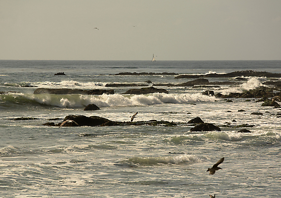 포토 JPG 해외이미지 모래 파도 바다 갈매기 조류 항해 사람없음 물 미국 보트 서핑 급류 큼 캘리포니아 암초 돛대 해외포토 자연요소 동물 북아메리카 배_교통 수상스포츠 크기 파일형식 이미지허브