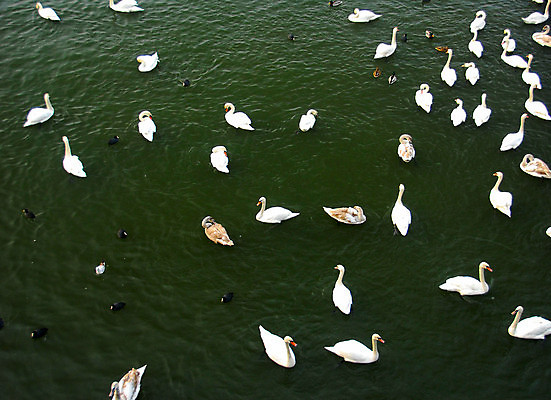 포토 JPG 해외이미지 겨울 조류 사람없음 초록색 물 강 뷰티 모임 백조 폴란드 크라쿠프 많음 해외포토 자연요소 동물 계절 유럽 컬러 컨셉 파일형식 이미지허브