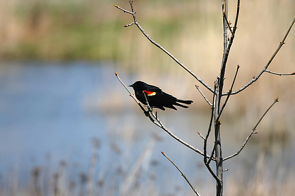 포토 JPG 해외이미지 나무 남자 야생동물 날개 자연 조류 앉기 사람없음 빨간색 물 여름 환경 나뭇가지 습지 내추럴 벌거벗은 해외포토 자연요소 식물 동물 계절 컬러 모션 사람 생태계 파일형식 이미지허브