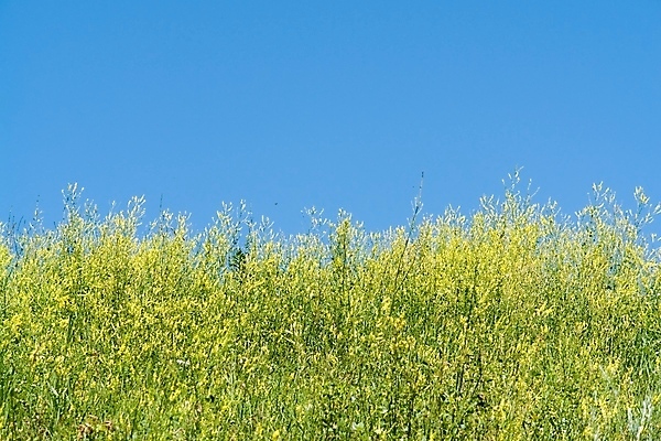 포토 JPG 해외이미지 식물 구름 꽃 백그라운드 잎 꽃무늬 패턴 밭 농업 자연 하늘 날씨 휴가 미술 사람 풍경 잔디 초원 사람없음 야외 초록색 여름 파란색 농작물 햇빛 태양 뷰티 농장 우주 환경 침묵 봄 자유 시골 보호 땅 언덕 조경 장면 지역 넘어짐 수평선 완전 해외포토 자연요소 계절 산업 컬러 컨셉 무늬 모션 문화예술 소리 생태계 파일형식 이미지허브