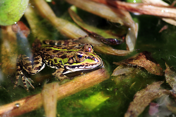 포토 JPG 해외이미지 나무 동물 야생동물 자연 생물 개구리 양서류 사람없음 야외 초록색 물 정원 점프 활발 젖음 연못 해외포토 자연요소 식물 컬러 컨셉 모션 생태계 파일형식 이미지허브