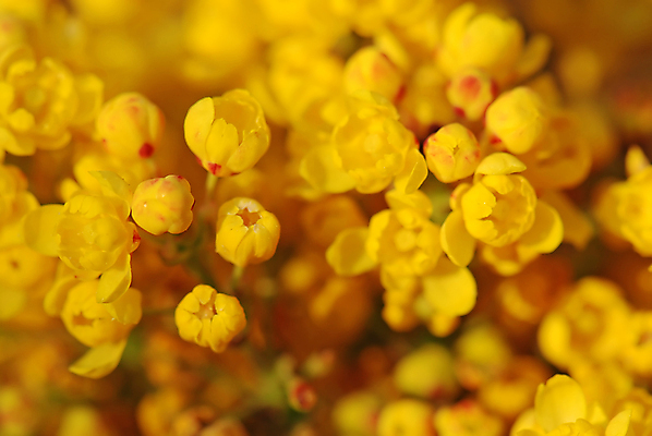 포토 JPG 해외이미지 식물 계절 꽃잎 꽃 백그라운드 꽃무늬 밭 자연 사람없음 초록색 컬러풀 뷰티 농장 노란색 환경 정원 맑음 봄 벚꽃 시골 신선 닫기 내추럴 해외포토 컬러 무늬 농업 모션 날씨 생태계 파일형식 이미지허브