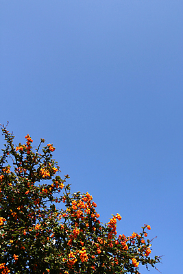 포토 JPG 해외이미지 나무 식물 계절 열매 줄기 백그라운드 패턴 자연 벽지 하늘 프레임 사람없음 파란색 우주 정원 봄 화려 관목 내추럴 해외포토 컬러 컨셉 무늬 생태계 파일형식 이미지허브