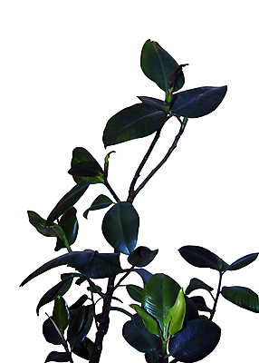 포토 JPG 해외이미지 식물 꽃 잎 자연 사람없음 장식 초록색 물 정원 성장 냄비 자르기 고립 심기 해외포토 자연요소 컬러 모션 솥 생태계 파일형식 이미지허브