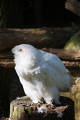 포토 JPG 해외이미지 나무 동물 야생동물 날개 자연 조류 동물원 사람없음 흰색 나뭇가지 부리 귀 부엉이 지능 해외포토 식물 컬러 신체부위 생태계 파일형식 이미지허브